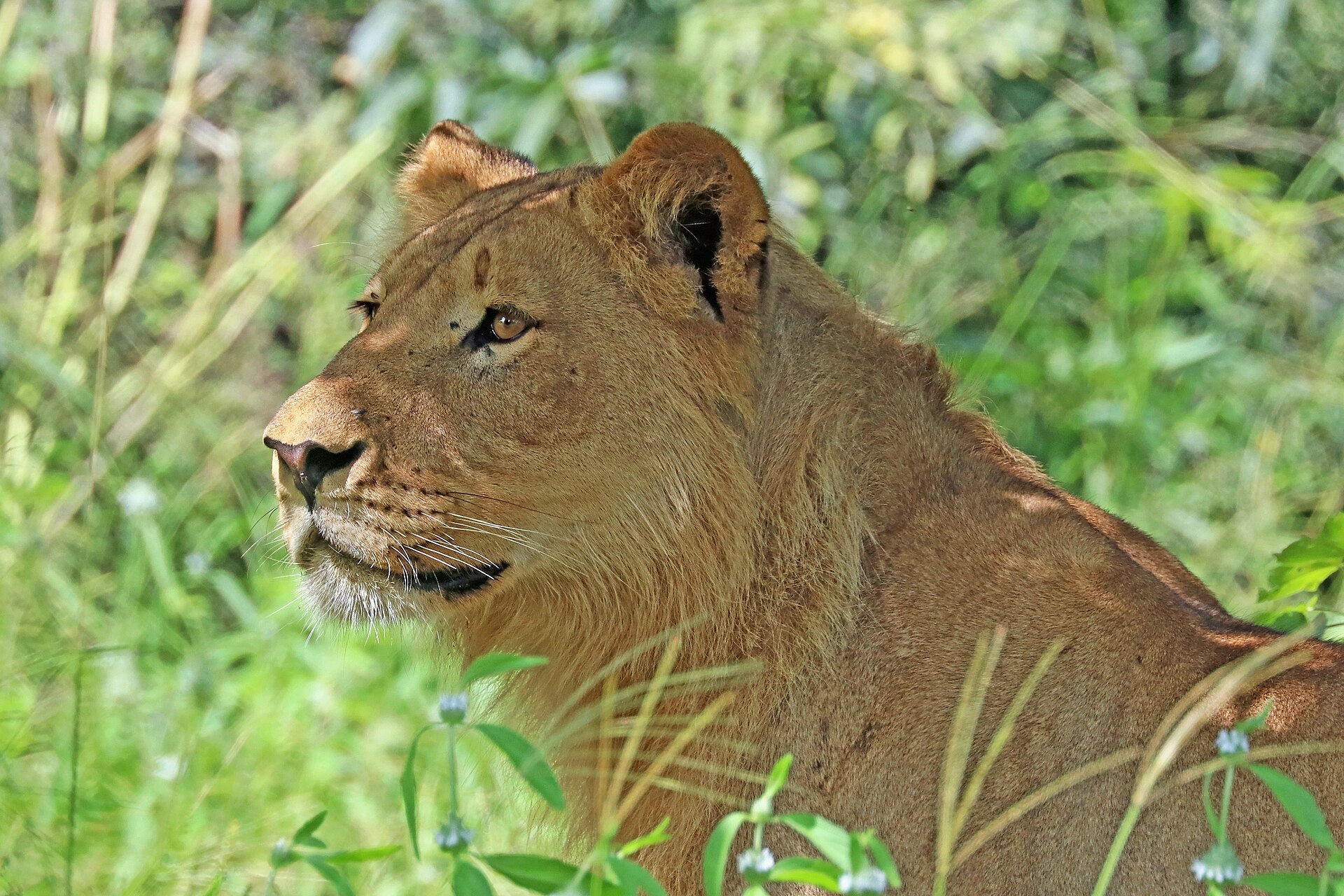 Löwin an der Chobe-Flussfront
