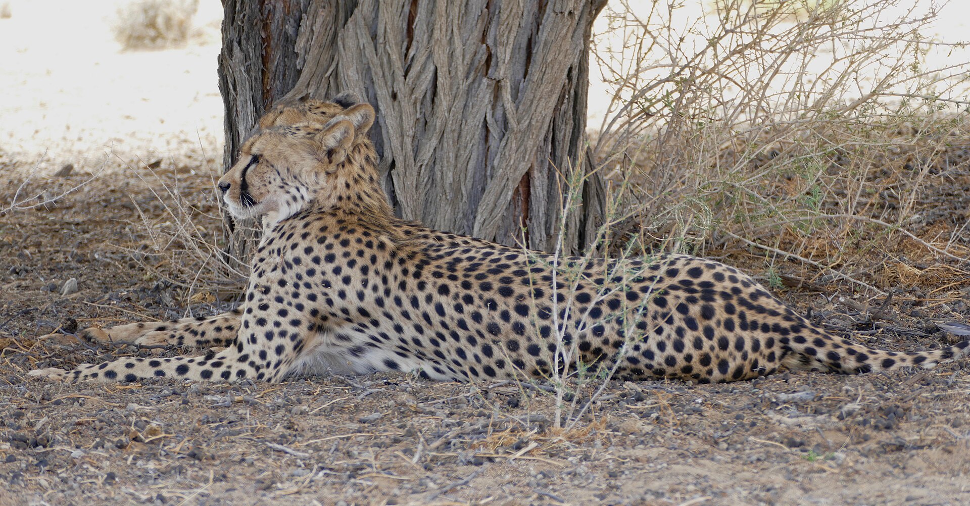 Gepard im Schatten am Wasserloch Melkvlei im Nossob