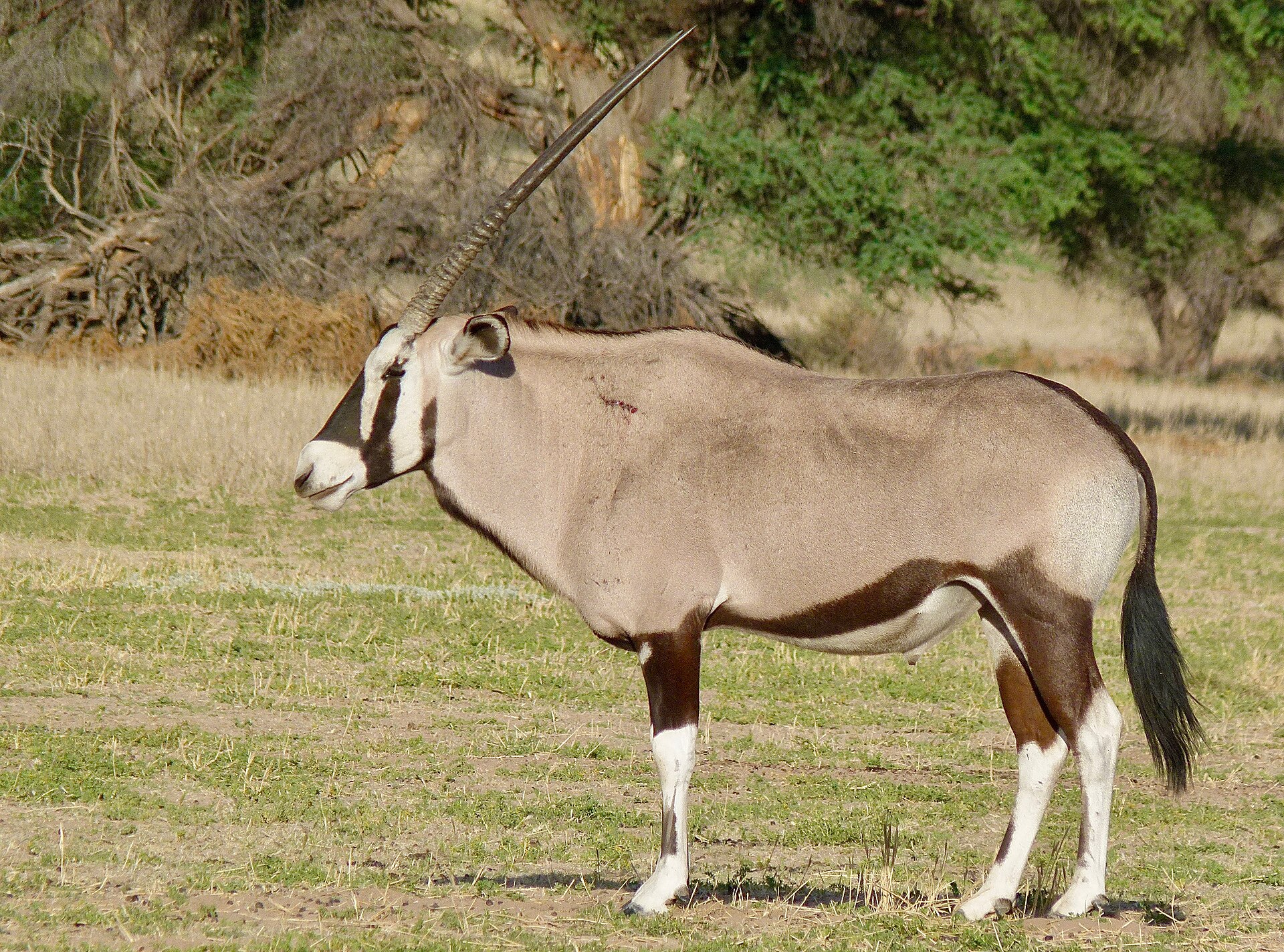 Oryxbulle im Auob-Flussbett, November