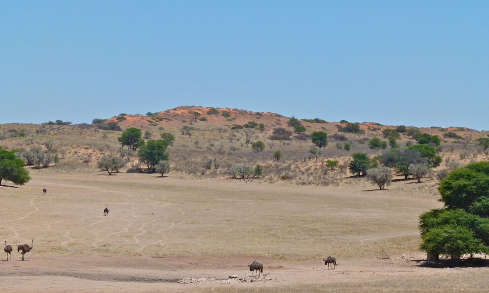 Gnus und Strauße auf einer weiten, sandigen Fläche mit Wildpfaden, dahinter eine rote Düne mit Büschen und Akazien