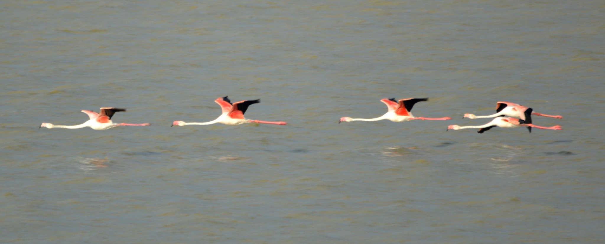 Fünf Rosaflamingos fliegen dicht über graugrünes Wasser, die Flügel rot und schwarz, Hälse und Beine weit gestreckt.