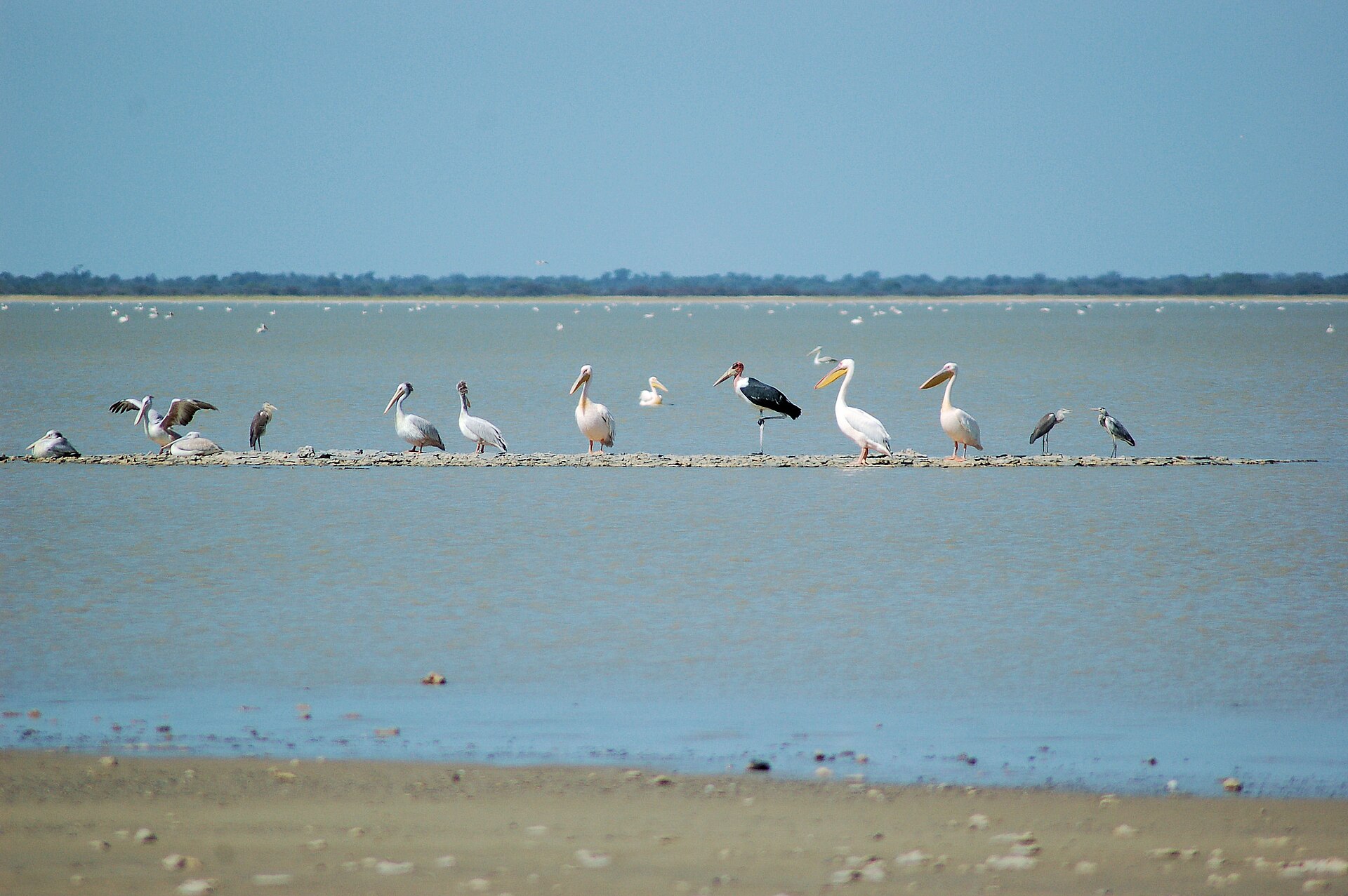 Rosapelikane, ein Marabu und Reiher stehen aufgereiht auf einer flachen Sandbank im seichten Wasser, im Hintergrund weitere weiße Vögel und ein dunkler Uferstreifen.