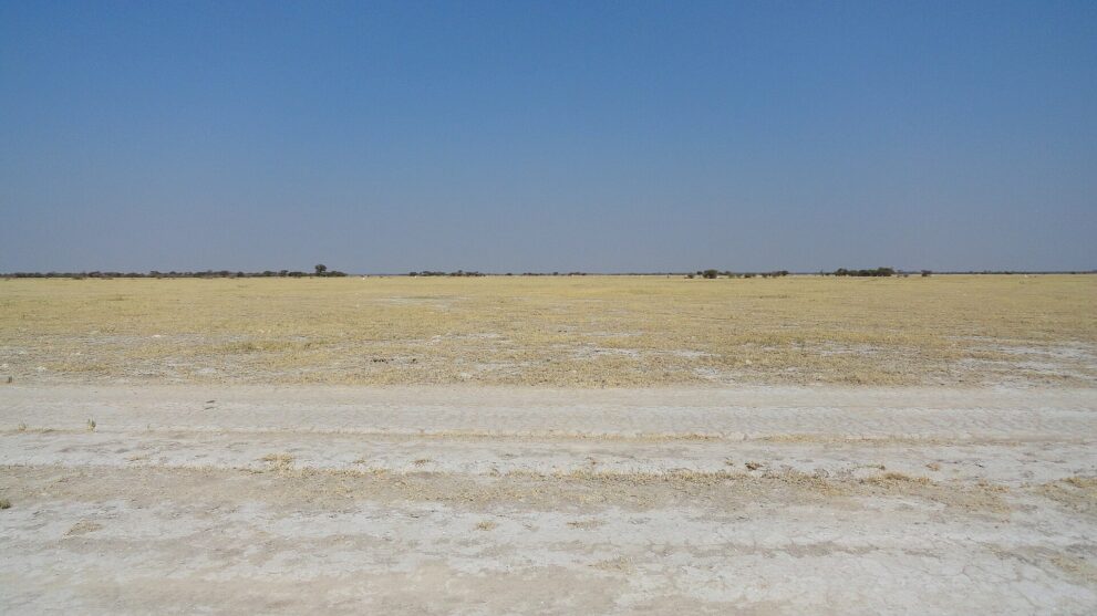Eine endlos flache Ebene mit gelbem, kurzem Gras, vorn helle, kahle Erde, am Horizont ein schmaler Streifen Büsche