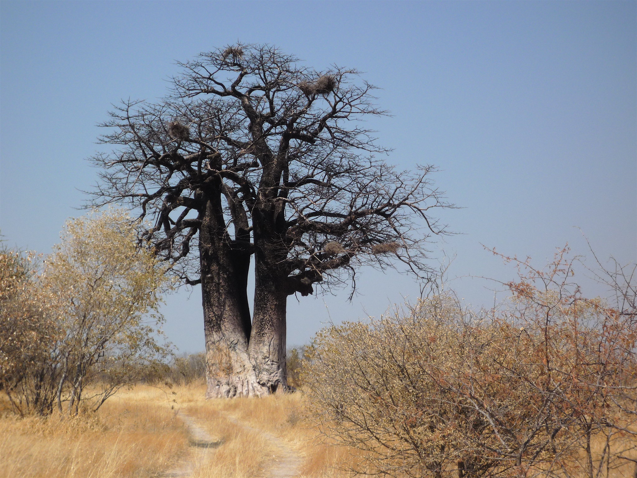 Ein großer, kahler Baobab mit zwei Stämmen und mehreren Vogelnestern in der Krone, davor eine zweispurige Sandpiste durch trockenes Gras und Busch