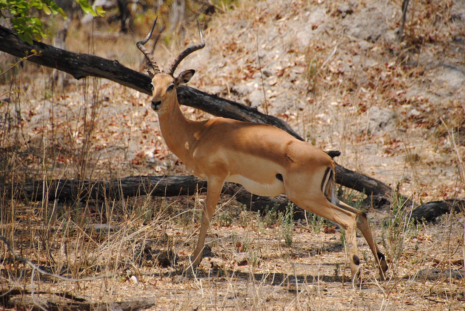 Impala-Bock im Wald bei Third Bridge