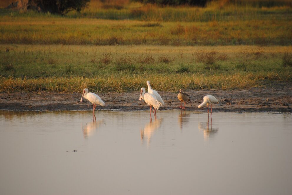 Vier weiße Löffler und eine Nilgans stehen im Abendlicht am Rand einer Wasserstelle und spiegeln sich im Wasser.