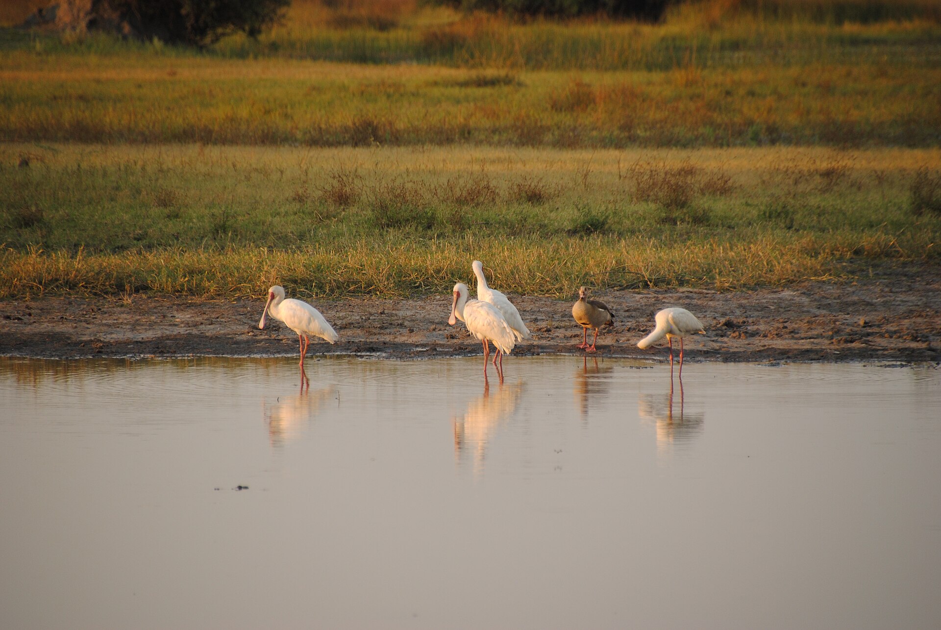 Vier weiße Löffler und eine Nilgans stehen im Abendlicht am Rand einer Wasserstelle und spiegeln sich im Wasser.