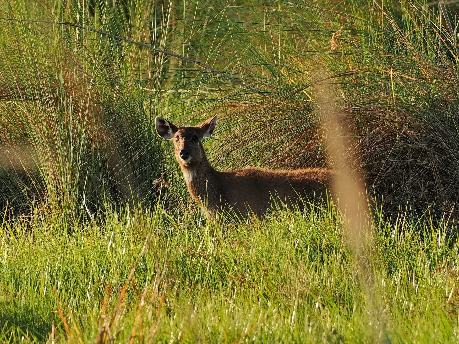 Sitatunga im Schilf bei der Gcodikwe-Lagune