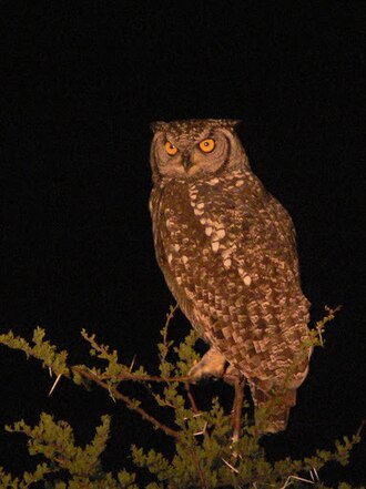 Ein Fleckenuhu mit orangen Augen sitzt nachts auf einem dornigen Busch vor schwarzem Himmel