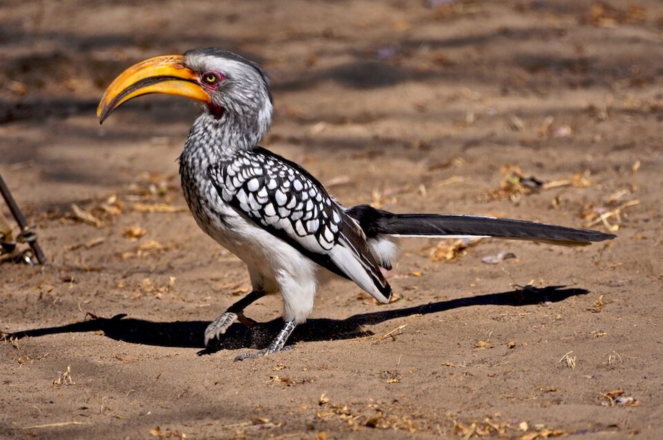Ein Gelbschnabeltoko mit großem gelbem Schnabel und schwarz-weiß gefleckten Flügeln läuft über hellen Sand