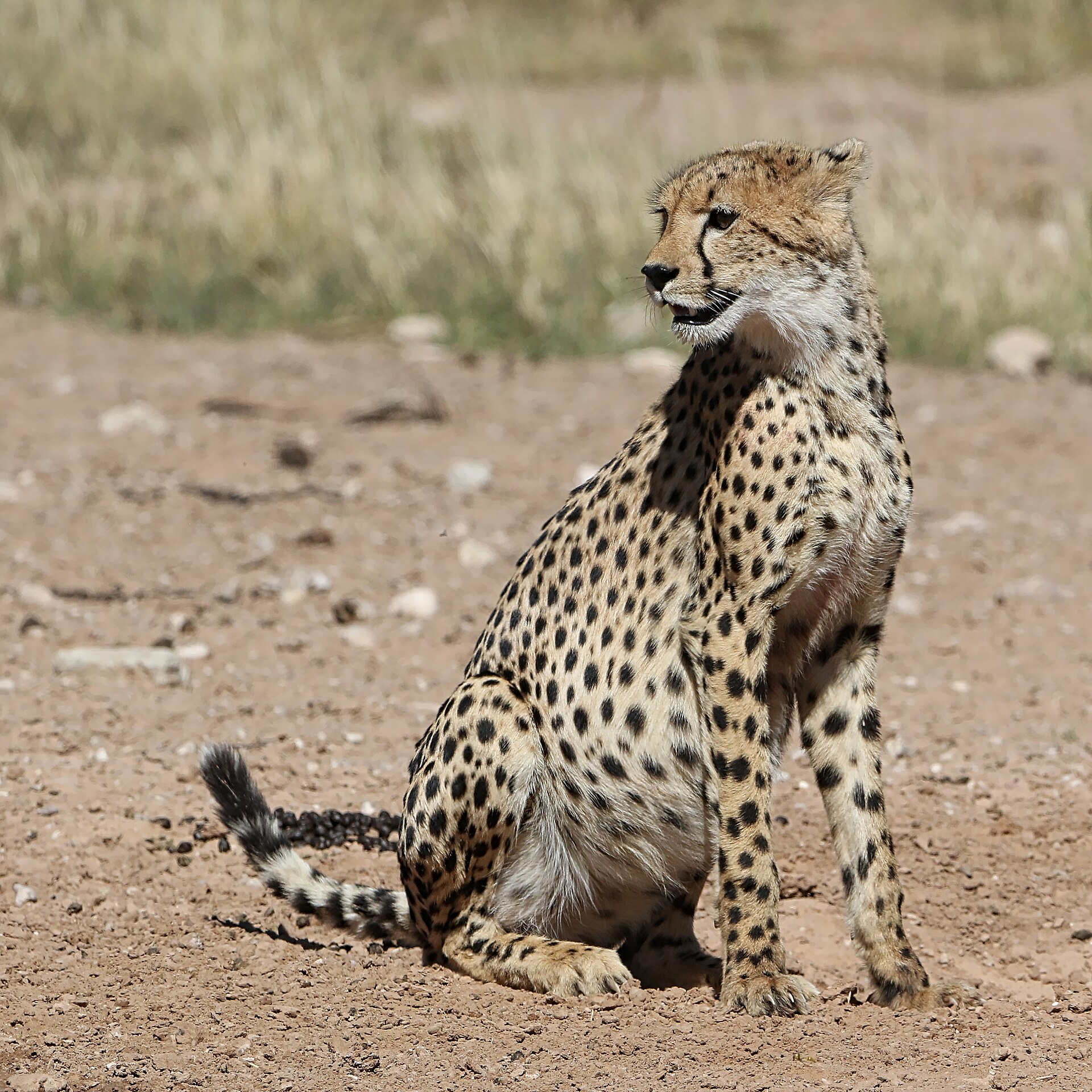 Gepard im Kgalagadi-Park, Südafrika, April 2017