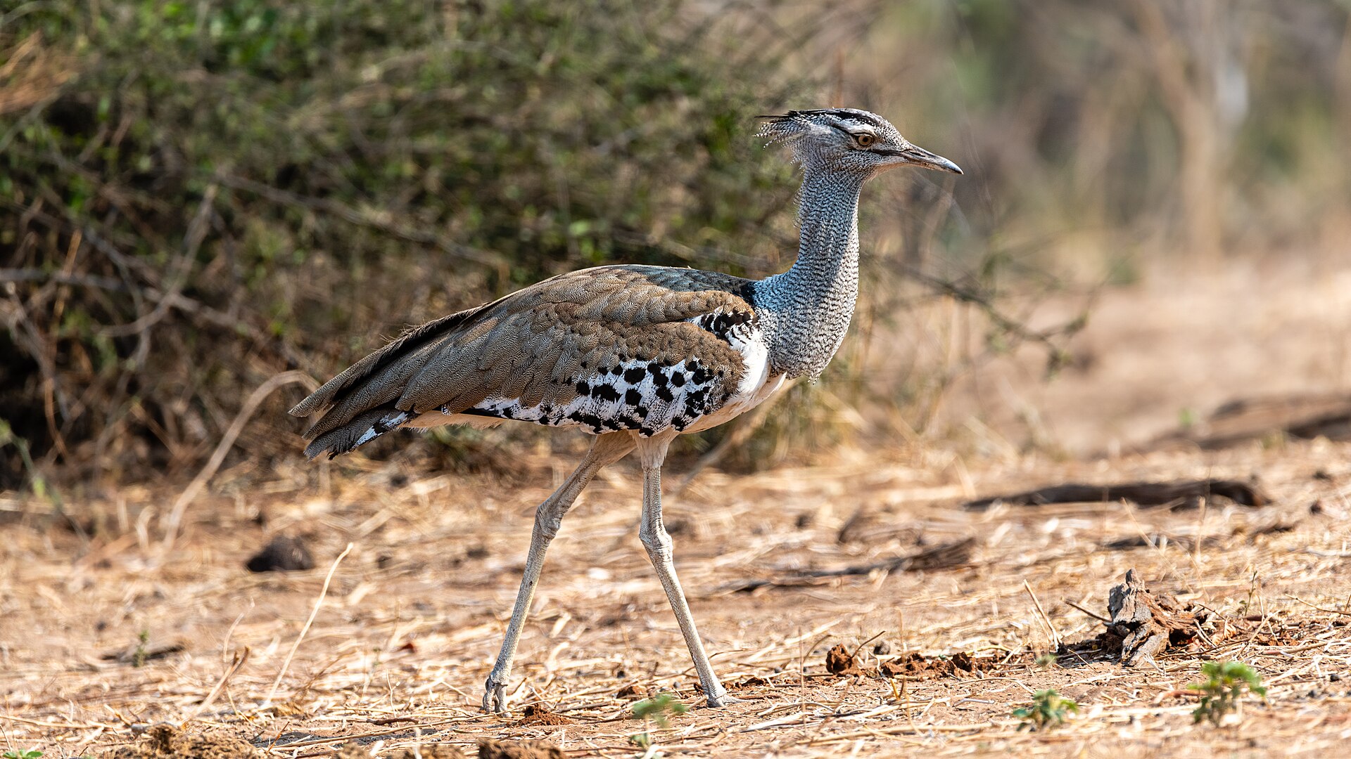 Riesentrappe im Chobe-Nationalpark, Botswana
