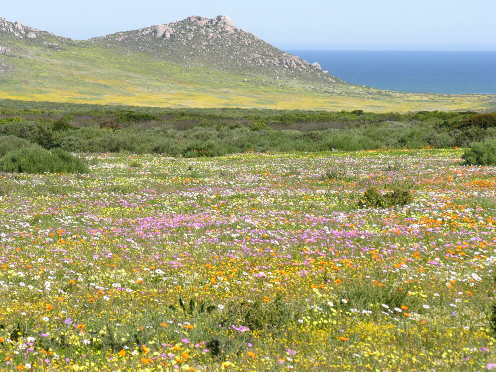 Blütenwiese in Weiß, Pink, Orange und Gelb, dahinter ein Granithügel und das blaue Meer