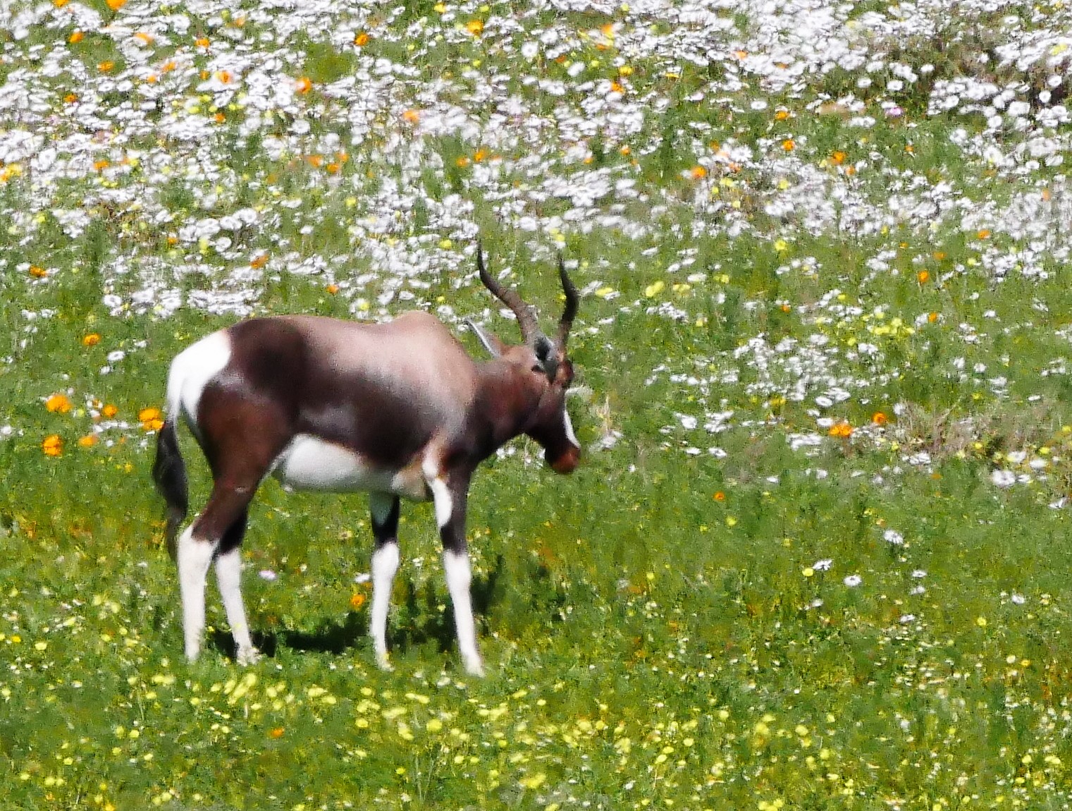 Buntbock im Blütenfeld, West-Coast-Nationalpark