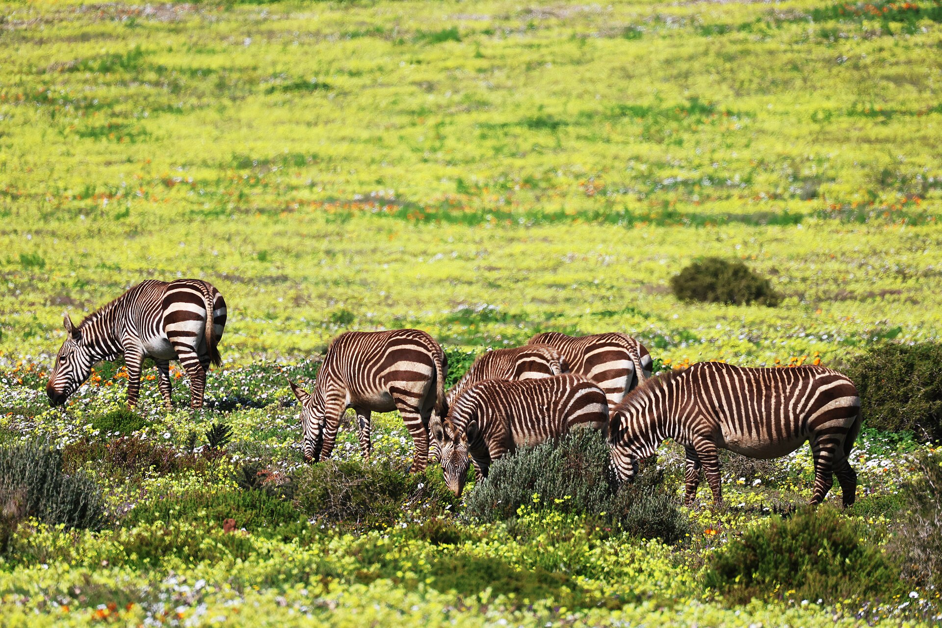 Kap-Bergzebras im Blütenfeld, West-Coast-Nationalpark