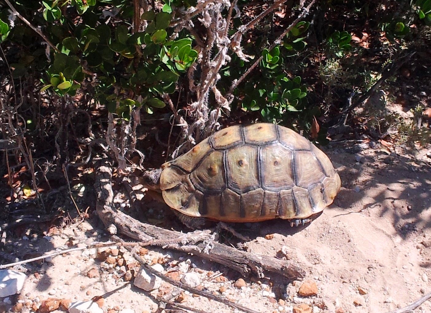 Schnabelbrustschildkröte unter einem Busch, West-Coast-Nationalpark