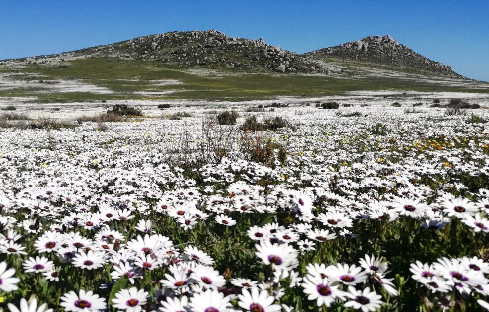 Dichtes Feld weißer Margeriten mit violetter Mitte vor zwei felsigen Hügeln unter blauem Himmel