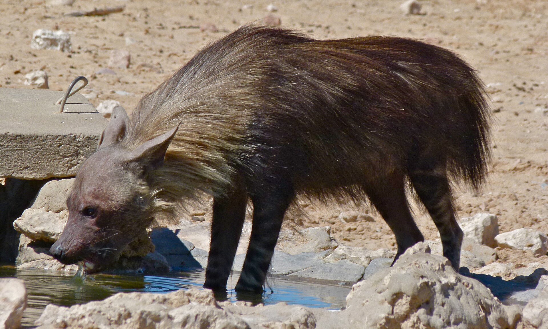 Braune Hyäne am Wasserloch, Kgalagadi-Transfrontier-Park