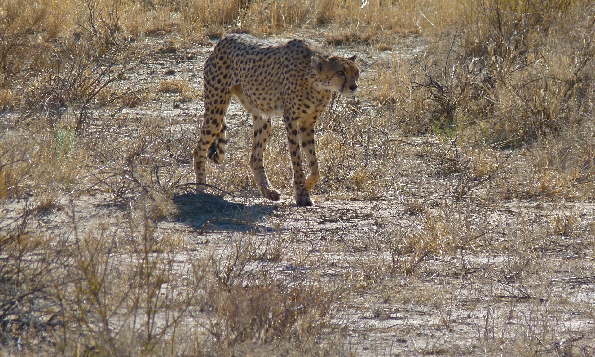 Gepardin im Nossob-Flussbett, Kgalagadi-Transfrontier-Park