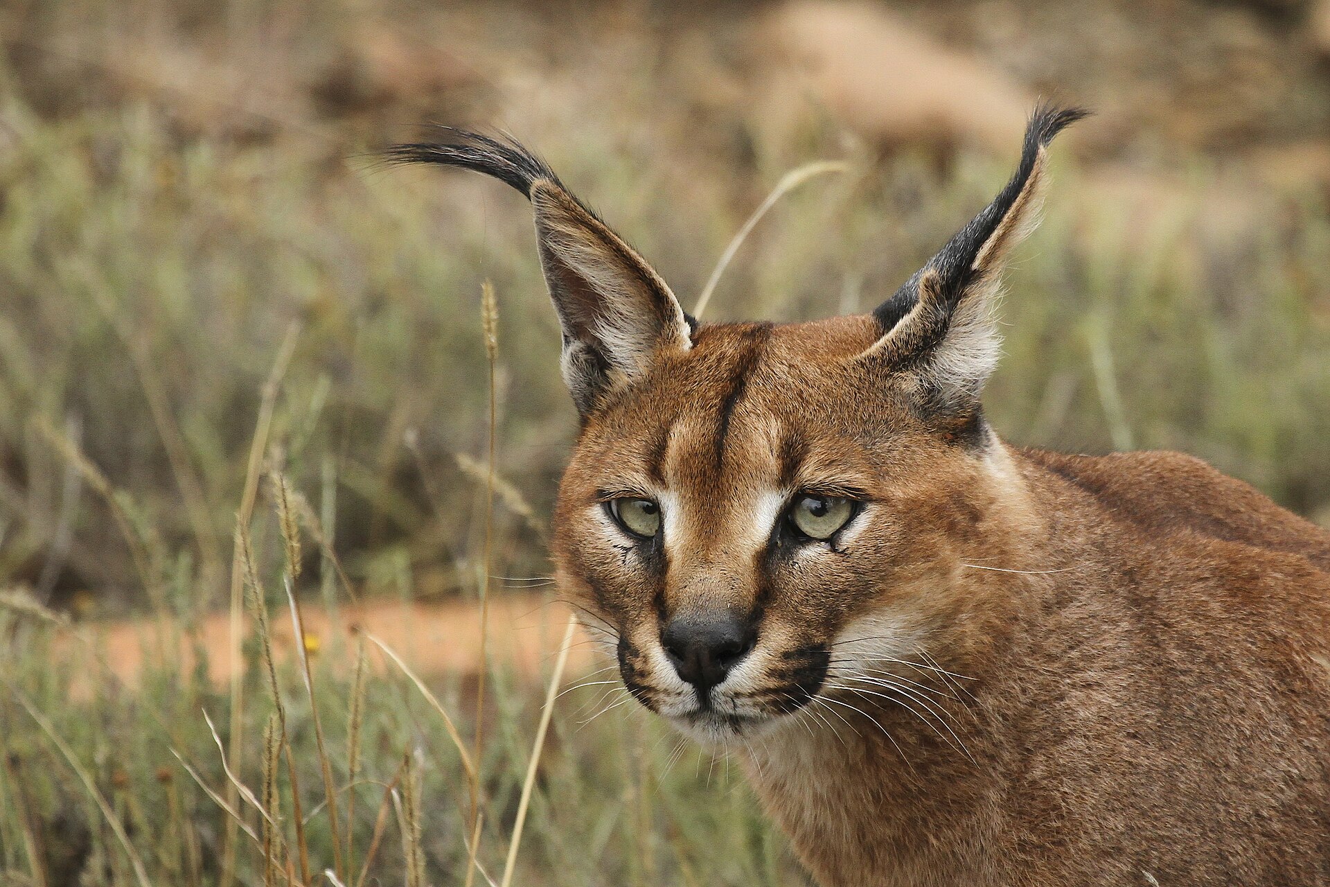 Karakal im Gras des Mountain-Zebra-Nationalparks