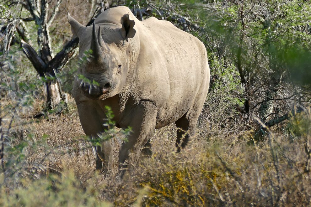 Ein Spitzmaulnashorn steht zwischen dornigen Akazien und schaut in die Kamera