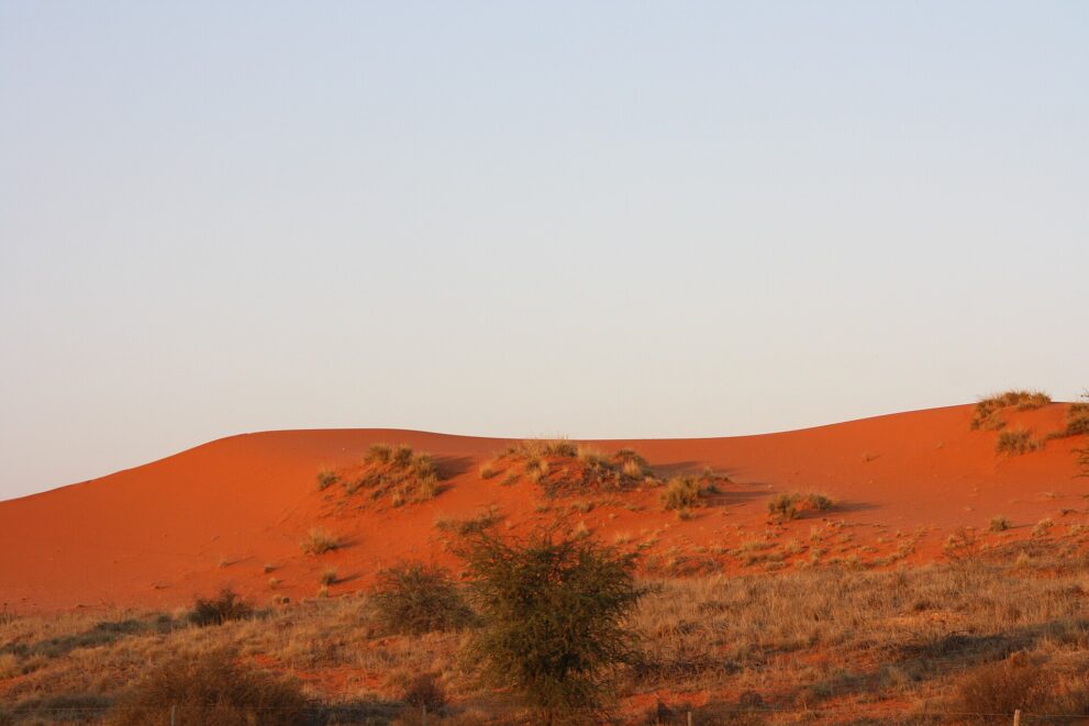 Ein langer, flacher Dünenrücken aus leuchtend rotem Sand mit Gras büscheln, davor trockenes Gras und ein Busch, darüber blassblauer Himmel.