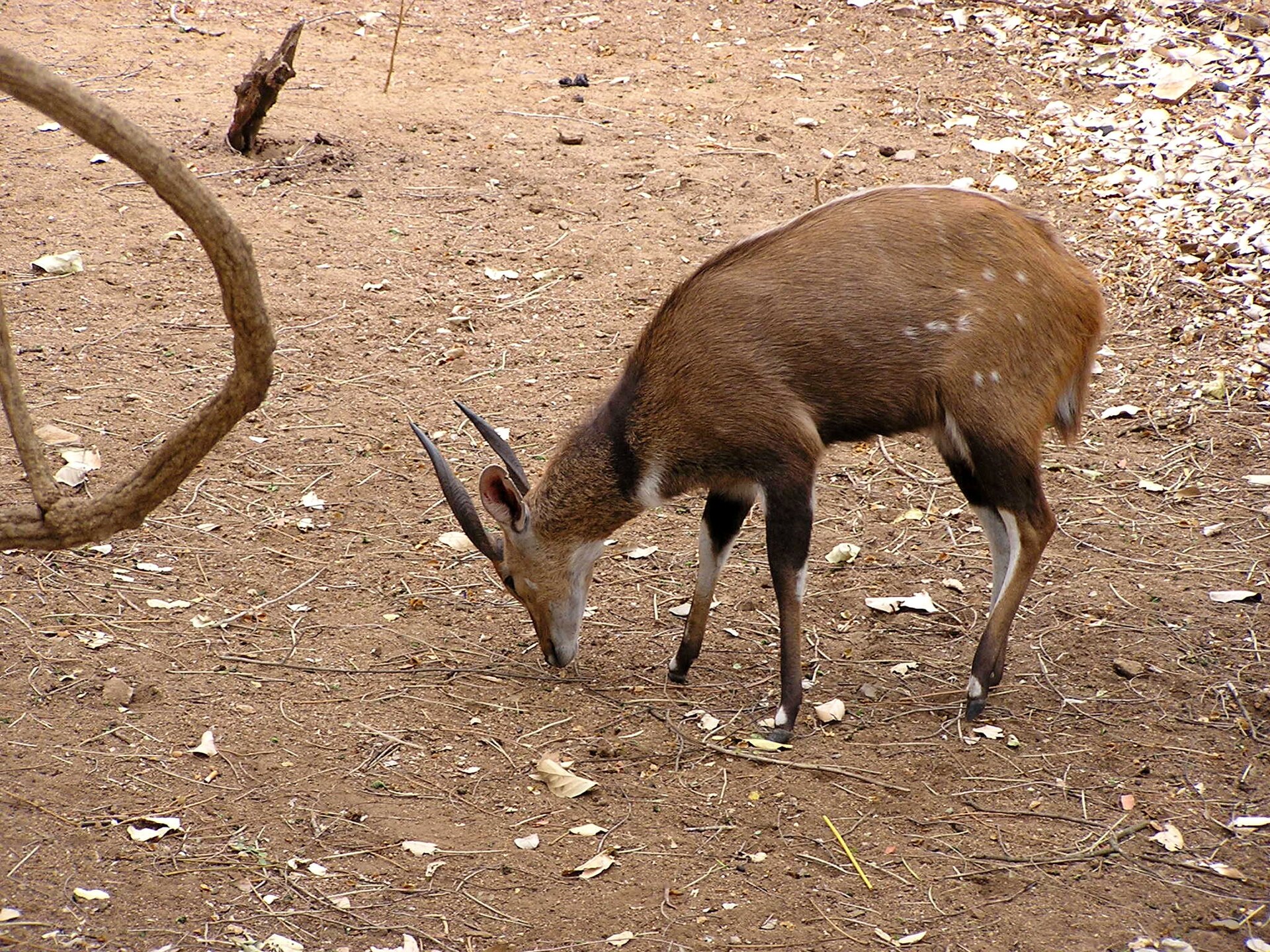 Buschbock im Krüger-Nationalpark
