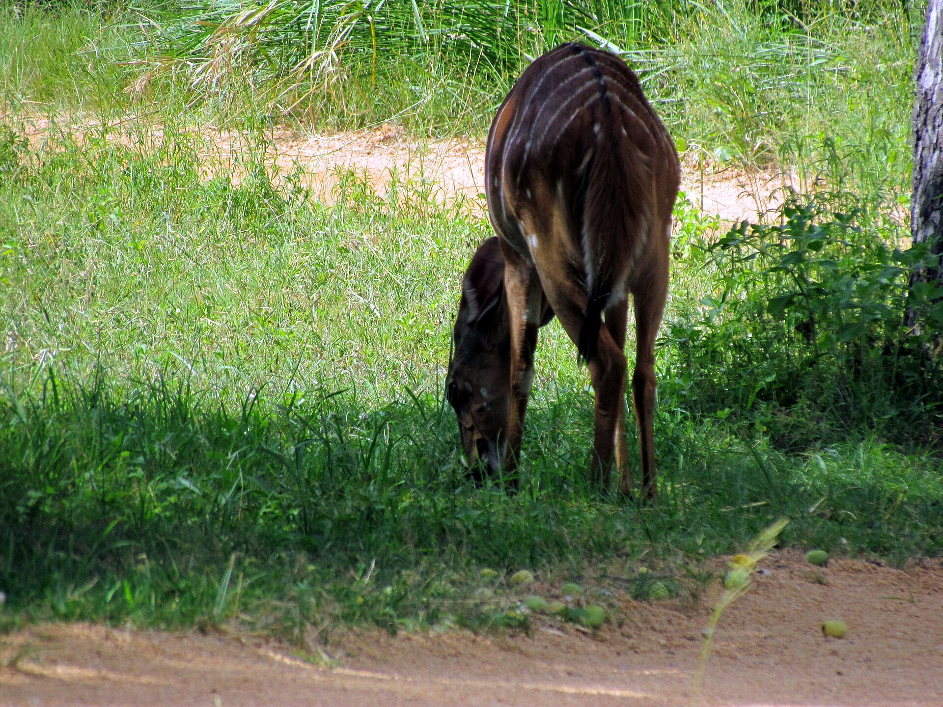 Nyala-Weibchen mit Jungtier, Djuma im Sabi Sand