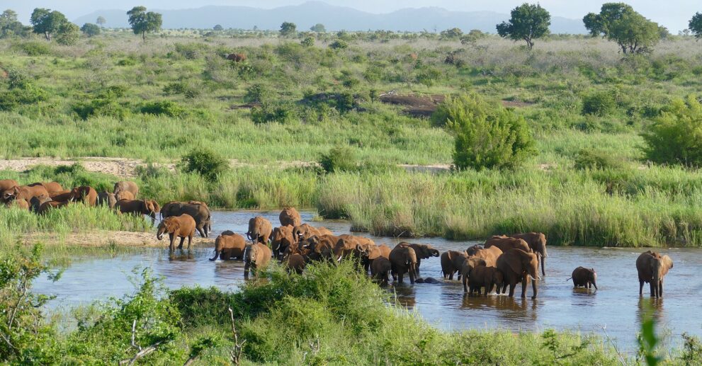 Eine große Elefantenherde mit Jungtieren steht und läuft im flachen Wasser des Sabie, dahinter hohes Gras und Buschland