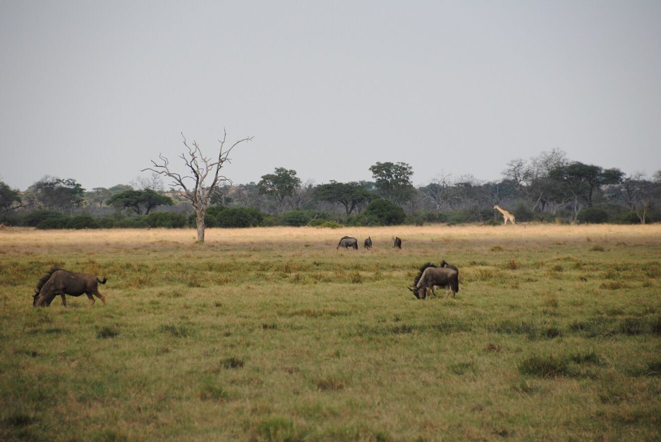 Gnus grasen auf einer weiten Grasebene, links ein abgestorbener Baum, hinten eine Giraffe am Waldrand