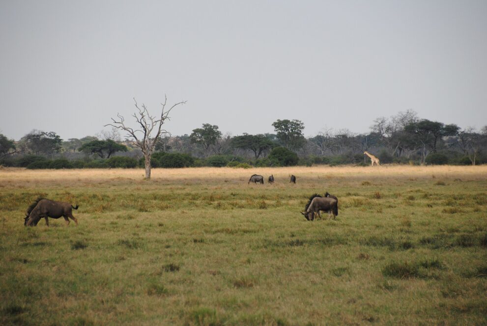 Gnus grasen auf einer weiten Grasebene, links ein abgestorbener Baum, hinten eine Giraffe am Waldrand