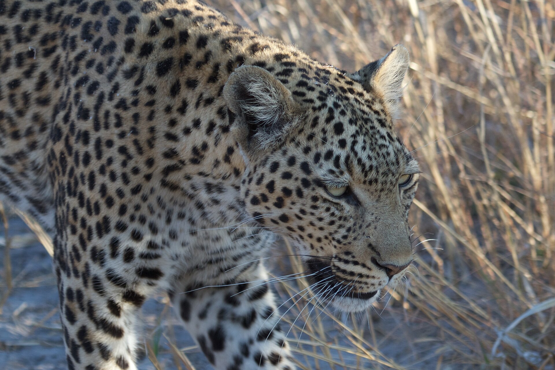 Leopard im trockenen Gras in Savuti, August 2017