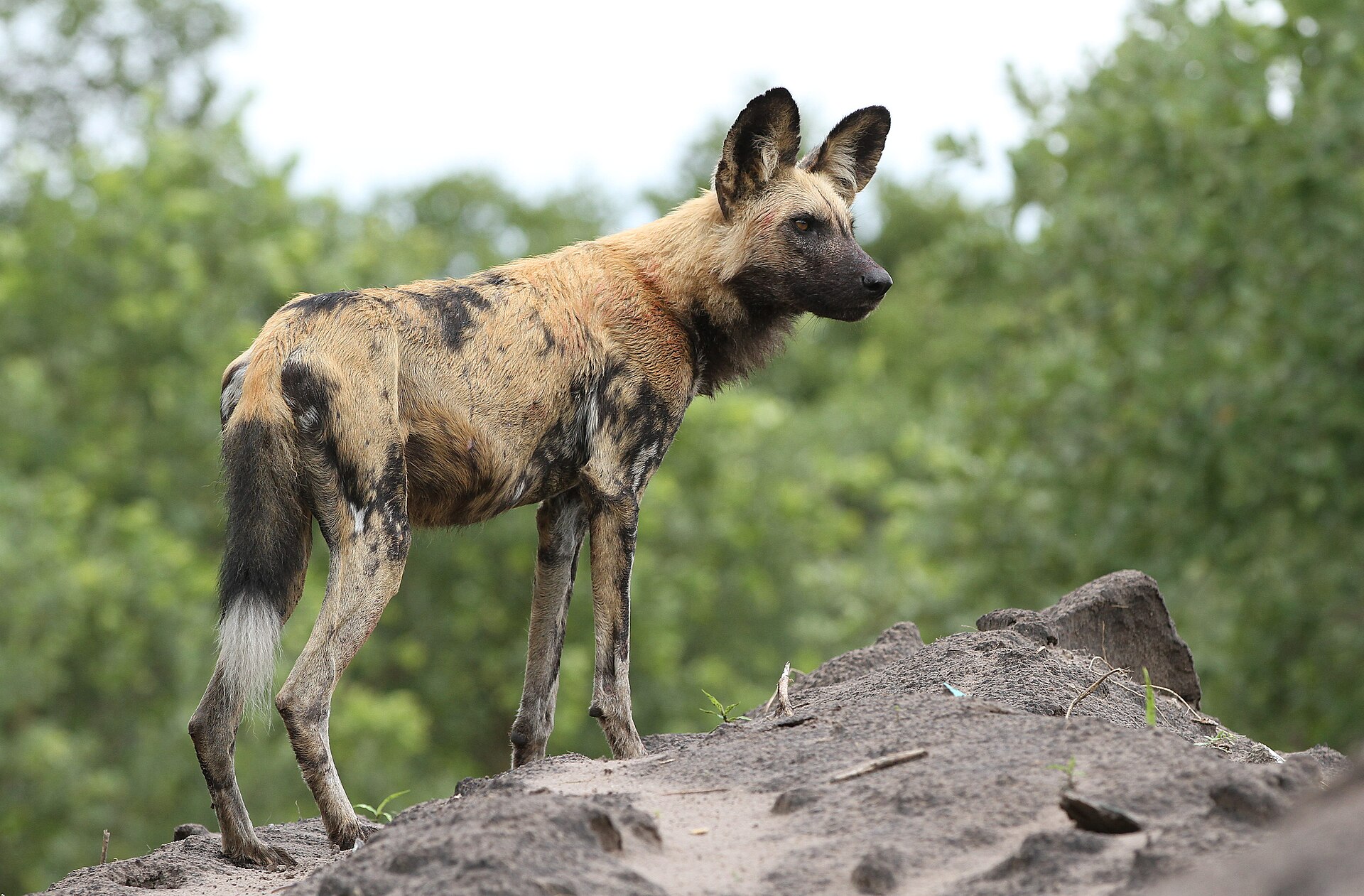 Wildhund auf einem Erdhügel in Savuti, Dezember 2016