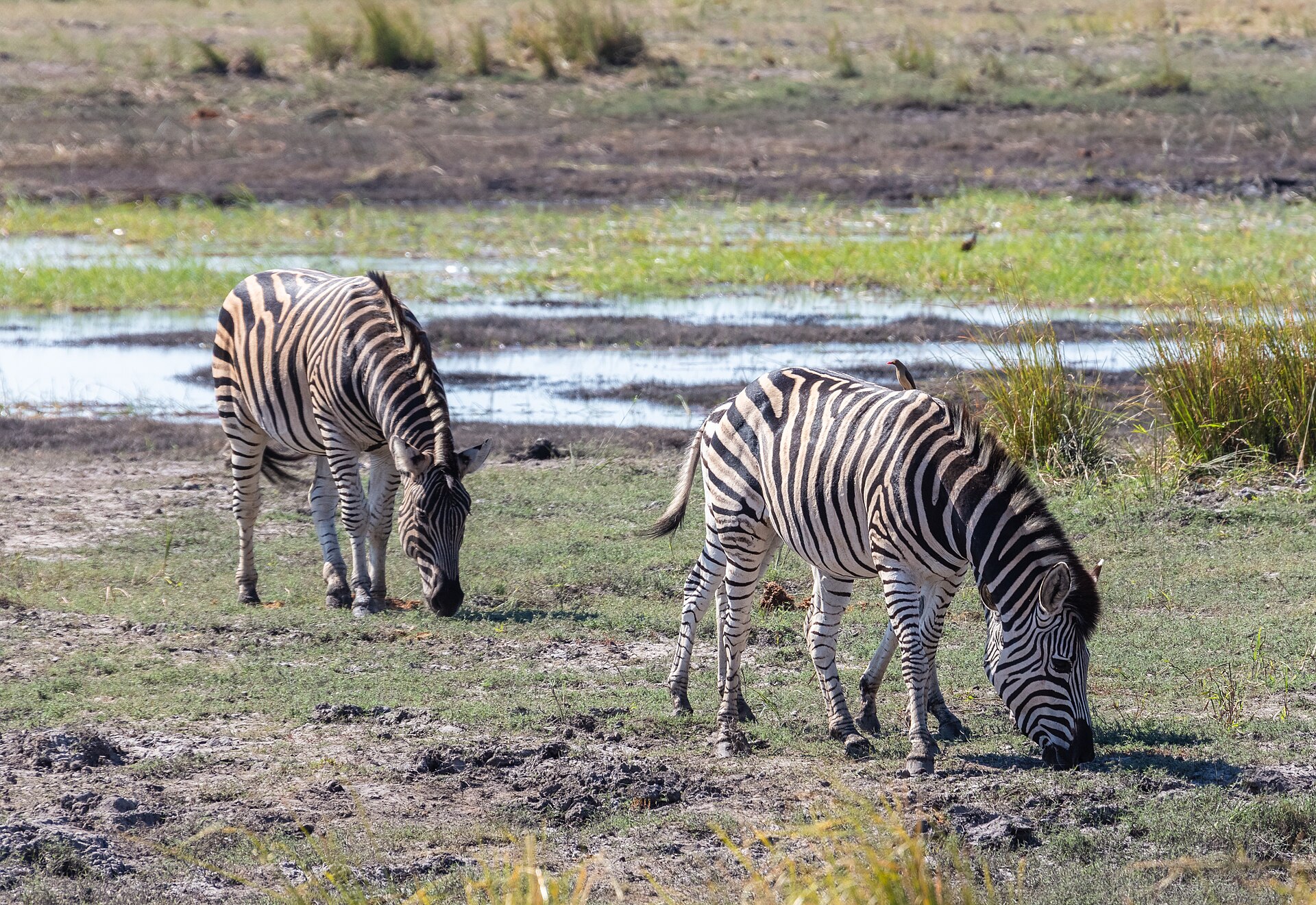 Zwei Zebras im Chobe-Nationalpark, Juli 2018