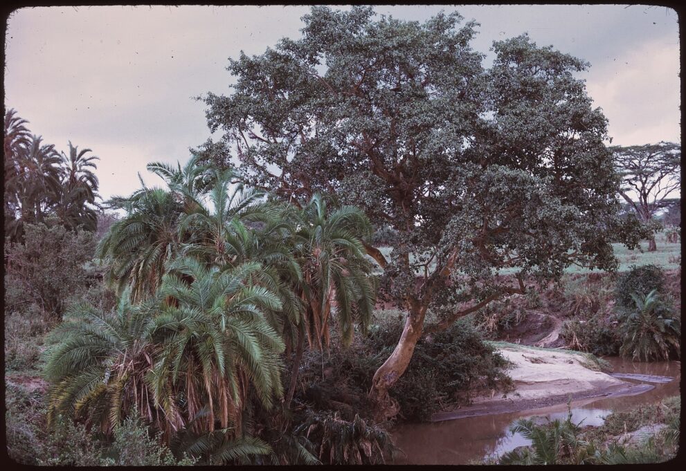 Palmen und ein großer Baum am Ufer eines schmalen, braunen Flusses mit Sandbank