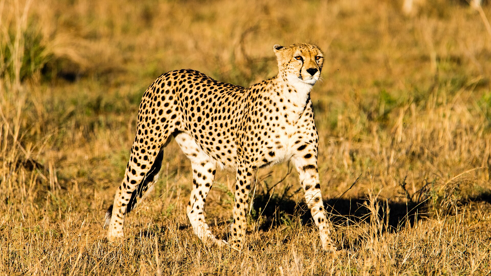 Gepard im Morgenlicht bei Seronera, November 2016