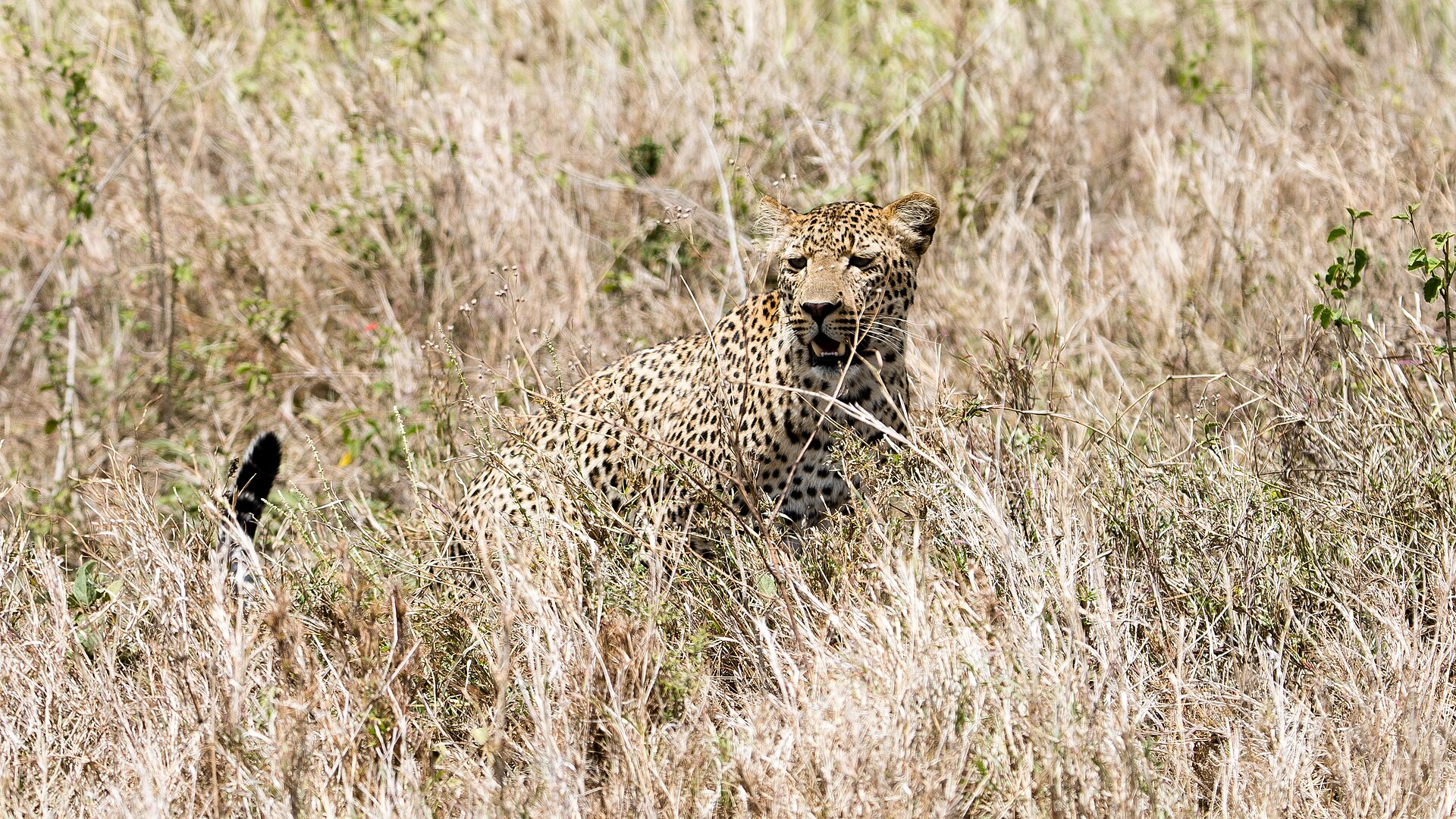 Leopard im hohen Gras im Seronera-Tal, November 2016
