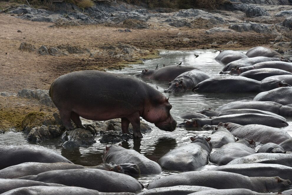 Ein Flusspferd steht auf Felsen am Rand des Beckens und senkt den Kopf zum Wasser, daneben liegen viele andere im Wasser