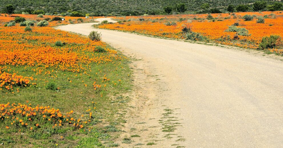 Ein heller Schotterweg schwingt sich durch leuchtend orange Blütenfelder, dahinter dunkles Buschland