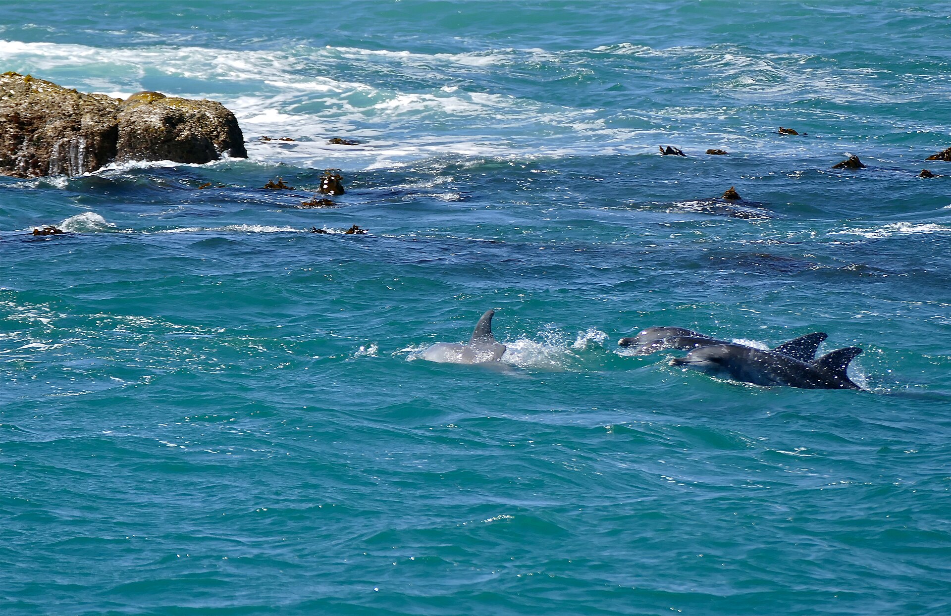 Indopazifische Große Tümmler bei Gansbaai, Westkap