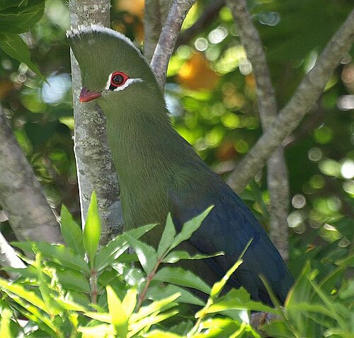 Helmturako in Knysna, Westkap