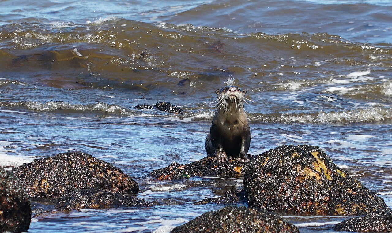Kap-Fingerotter auf einem Felsen bei Betty's Bay, Westkap