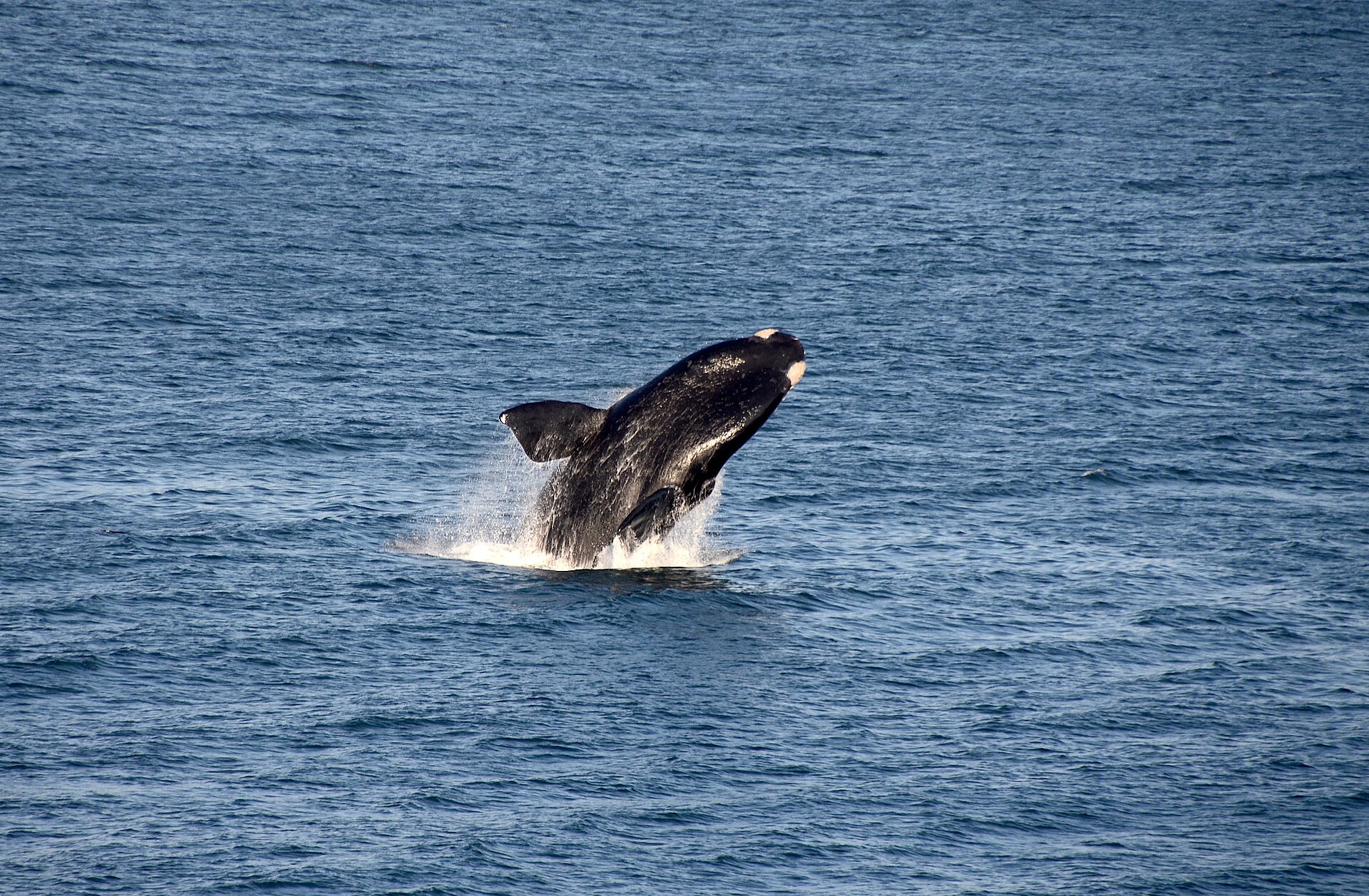 Springender Südkaper in der Walker Bay, Westkap