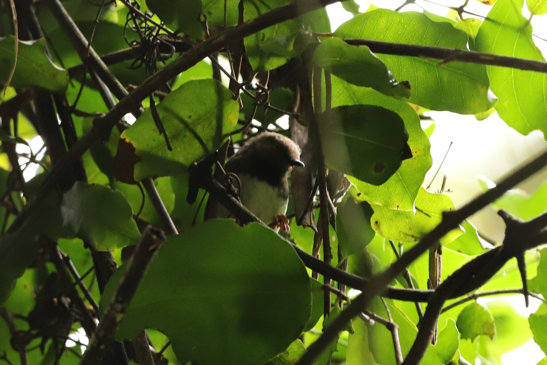 Taita-Apalis im Laub, Taita Taveta 2024