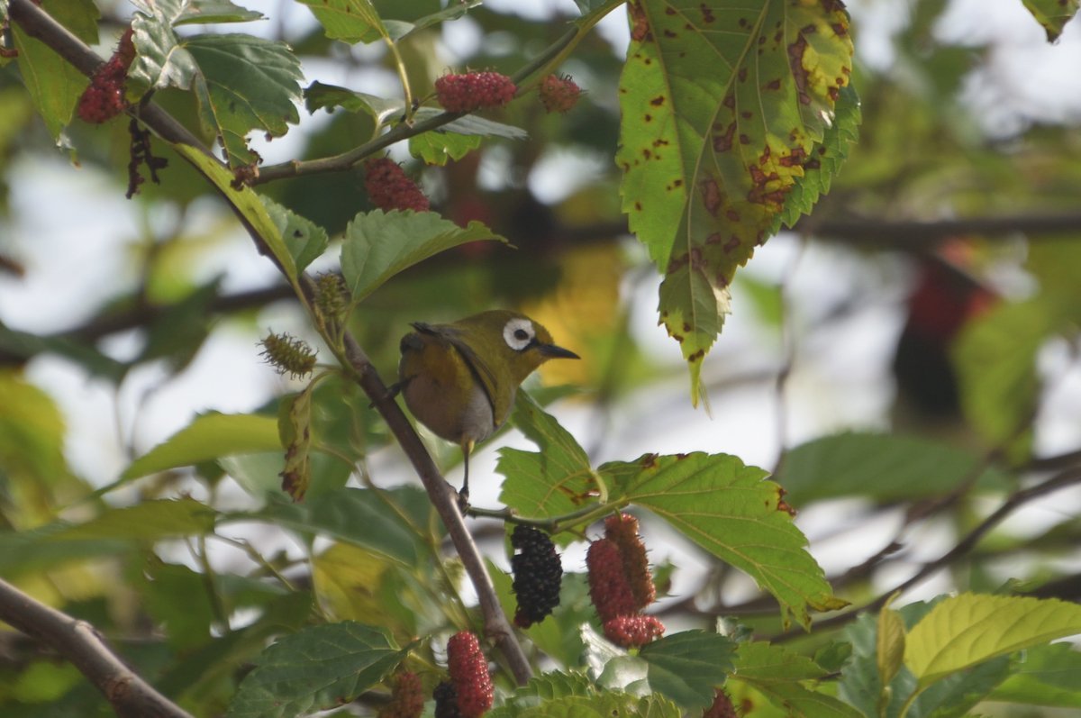 Taita-Brillenvogel zwischen Maulbeeren, Taita Taveta 2019