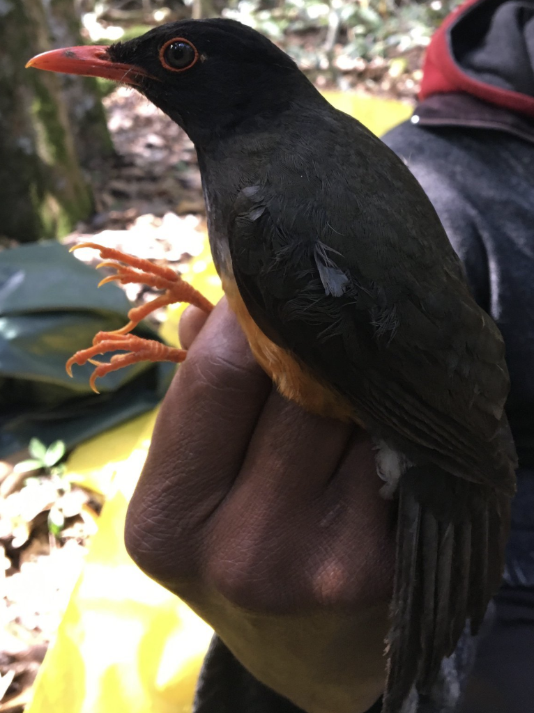 Taita-Drossel bei der Beringung am Ngangao-Wald