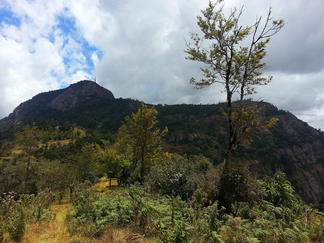 Bewaldeter Bergkamm mit kahlem Felsgipfel und Sendemasten, davor Farn, Büsche und ein schlanker Baum