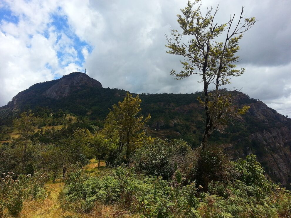 Bewaldeter Bergkamm mit kahlem Felsgipfel und Sendemasten, davor Farn, Büsche und ein schlanker Baum