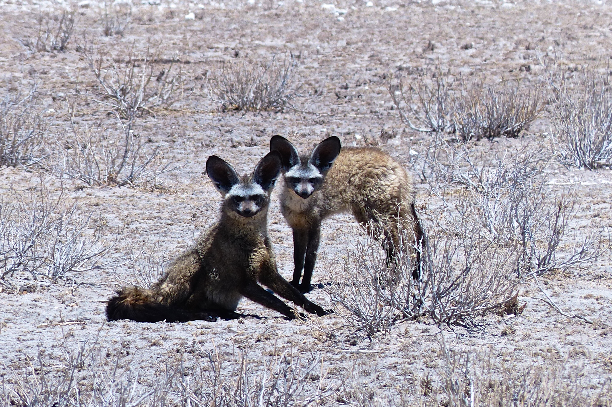 Zwei Löffelhunde an der Tau Pan, Central Kalahari, November 2013