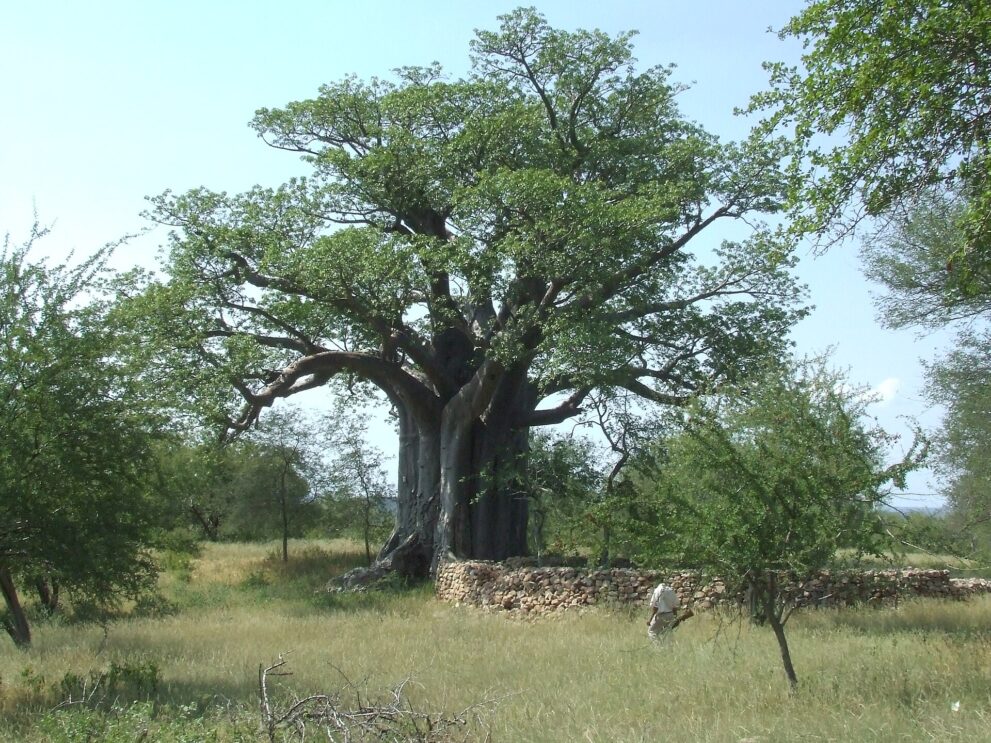 Mächtiger Baobab neben einer niedrigen Trockensteinmauer in Thulamela